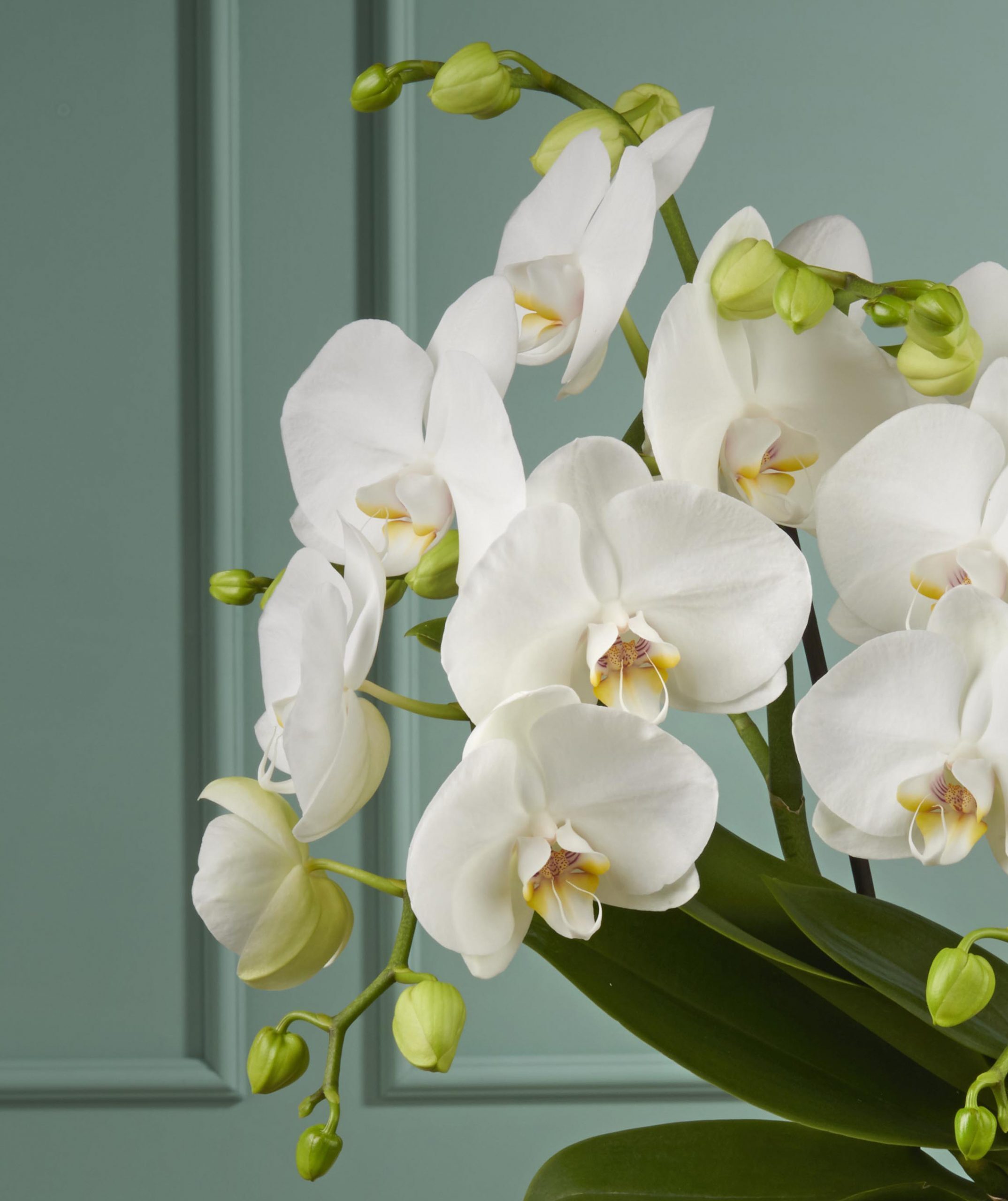 Tablo orchidee
