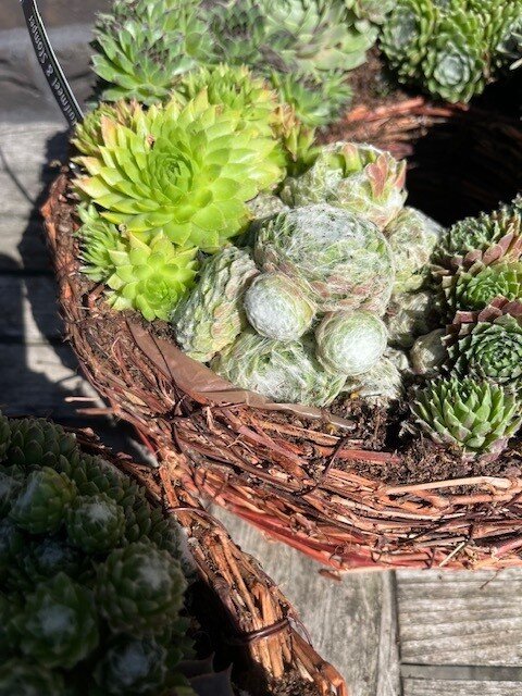 Takkenkrans met Sempervivum