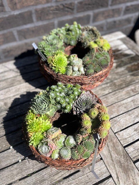 Takkenkrans met Sempervivum