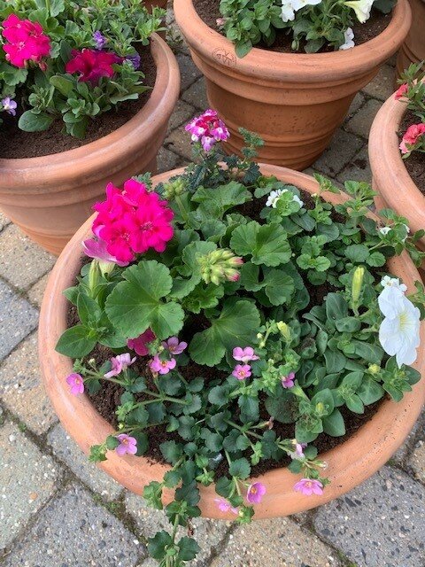 Terracotta pot gevuld met 1 jarigen-mix