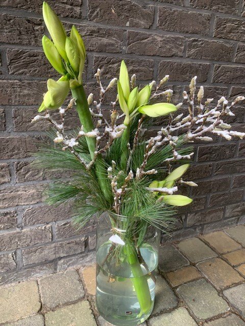 Witte Amarylissen in vaas