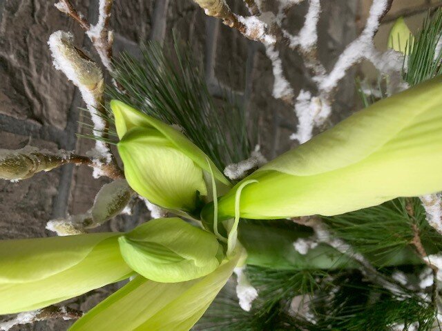 Witte Amarylissen in vaas