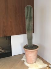 Cactussen & vetplanten