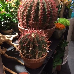 Cactussen & vetplanten