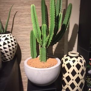 Cactussen & vetplanten