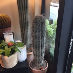 Cactussen & vetplanten